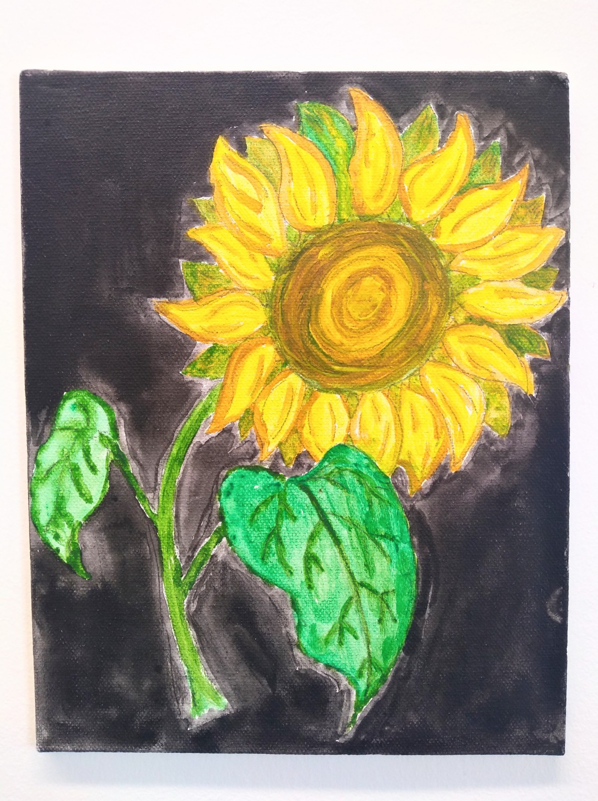 Tilted sunflower with green leaves with a black background.