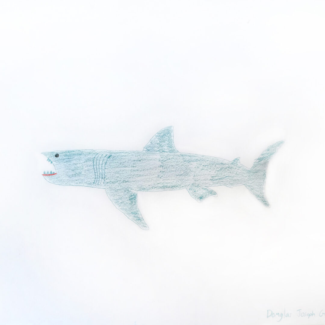 Drawing of a shark.