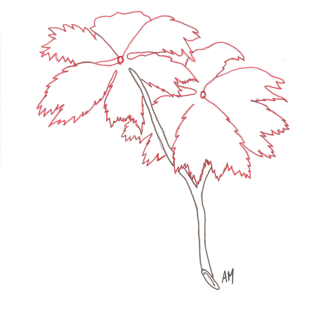 Line art of a twig with two leaves; the twig is brown and the leaves are red.