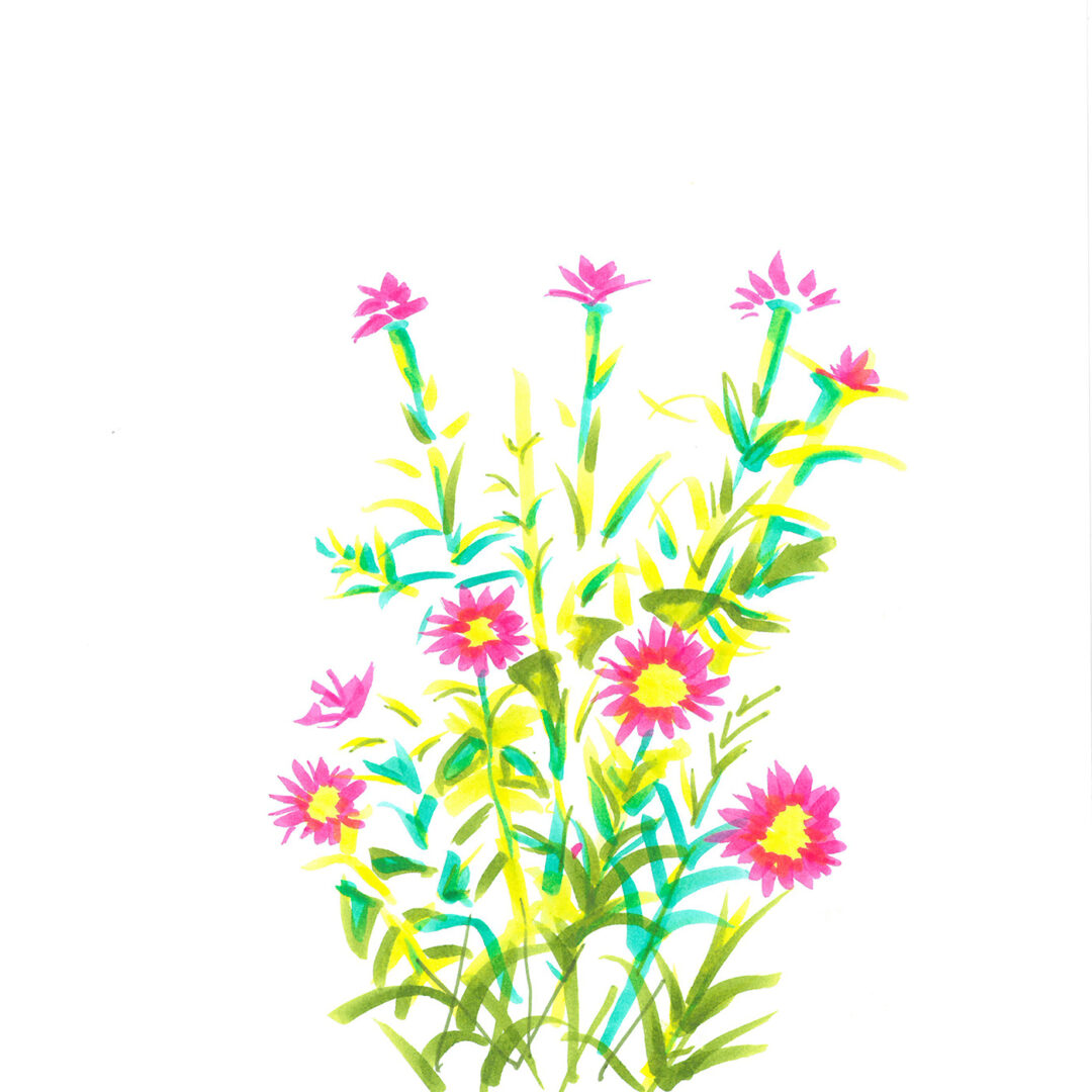 Marker illlustration of pink flowers with a yellow center and green leaves.