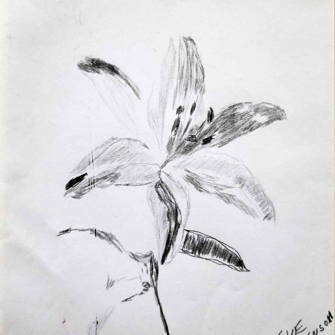 A pencil drawing of an open lily flower in black and white.