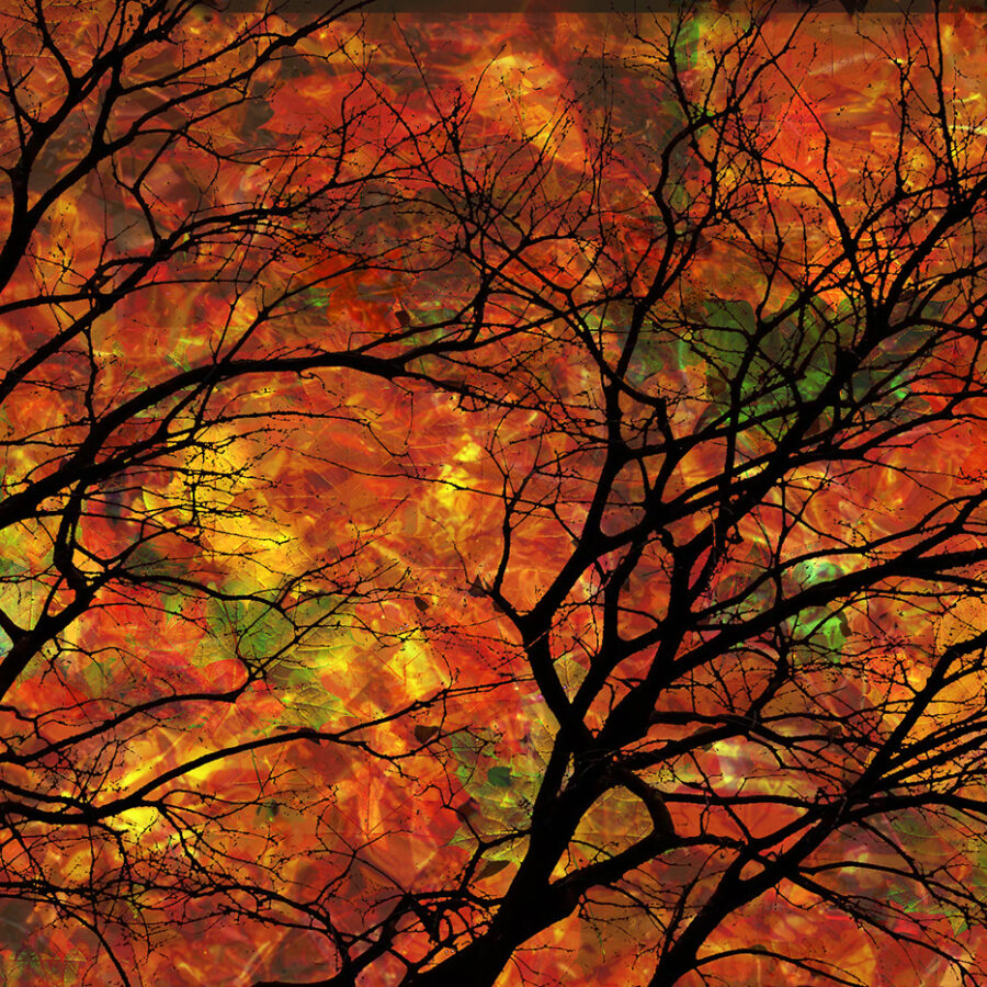 Silhouettes of barren tree branches overlaid a collage of red and orange leaves blended together.