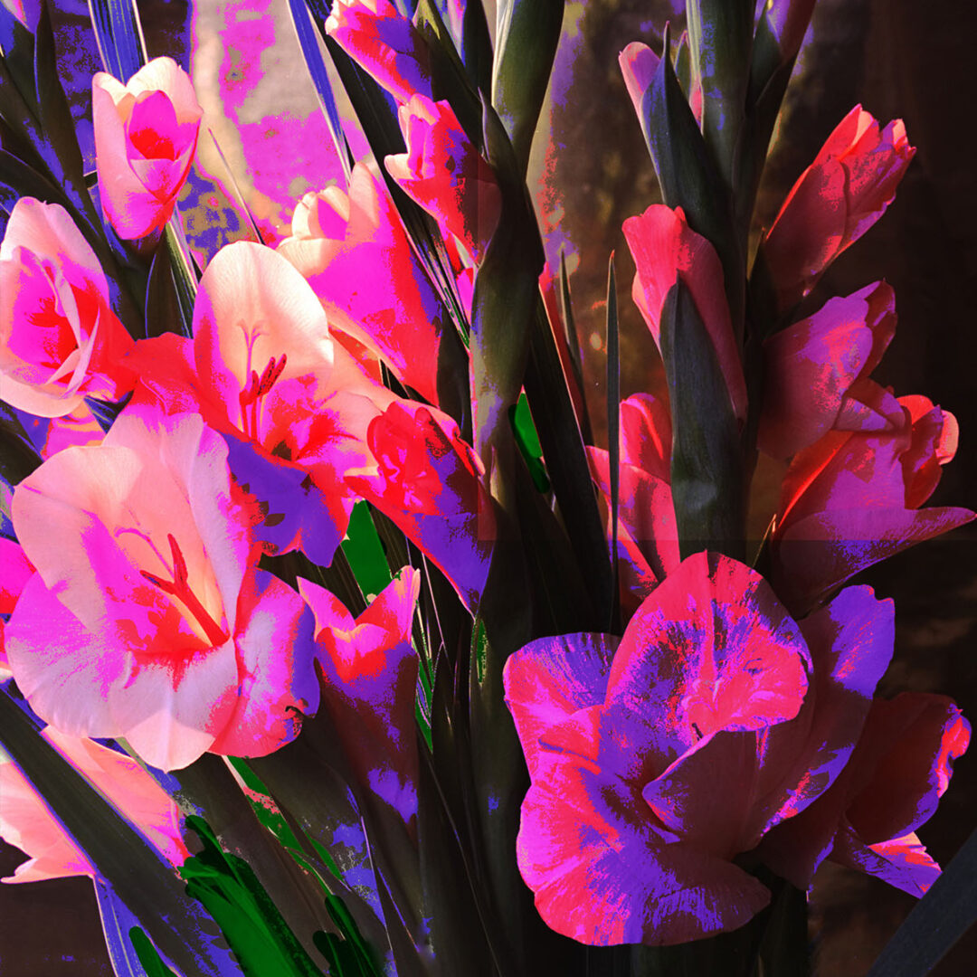 Moe - Gladiolus web res