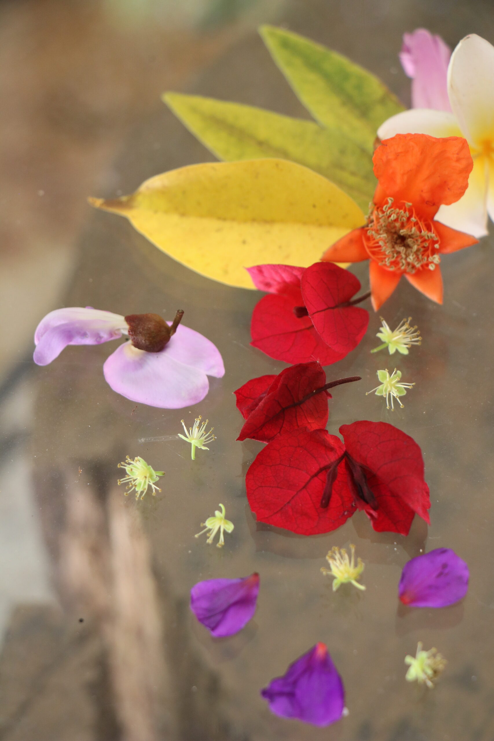 The Language of Flowers: A Poetry Course	