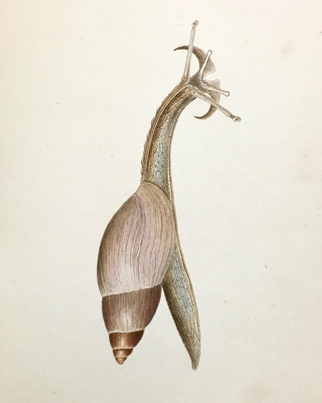 Land snails by Helen E. Lawson Land snails by Helen E. Lawson